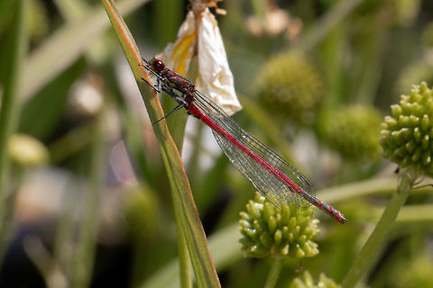 Large red damselfly Taken at Ventnor Botanical Gardens, Isle of Wight Geotagged,Isle of Wight,Large Red Damselfly,Odonata,Pyrrhosoma nymphula,Summer,United Kingdom,damselflies