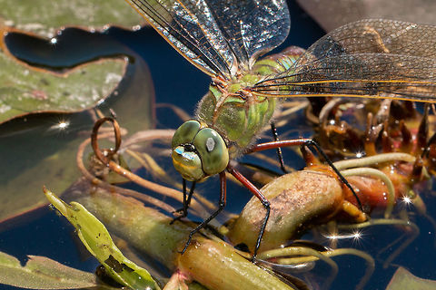 Emperor close-up Taken at Ventnor Botanical Gardens, Isle of Wight Anax imperator,Emperor Dragonfly,Geotagged,Isle of Wight,Summer,United Kingdom,dragonflies,odonata