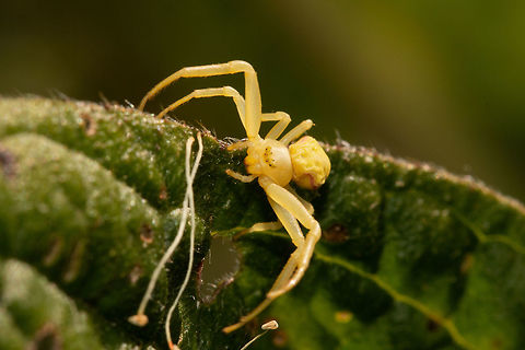 Yellow Crab spider Taken at Ventnor Botanical Gardens, Isle of Wight Geotagged,Goldenrod Crab Spider,Isle of Wight,Misumena vatia,Summer,Thomisus onustus,United Kingdom,crab spiders,spiders,thomisus