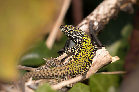 Wall lizard Cheeky little fella I came across this morning Common wall lizard,Geotagged,Isle of Wight,Podarcis muralis,United Kingdom,lizards