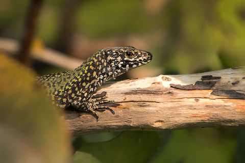 Wall lizard So many of these around at the moment, came across this one down by the beach on my stroll to work. Common wall lizard,Geotagged,Isle of Wight,Podarcis muralis,United Kingdom,lizards