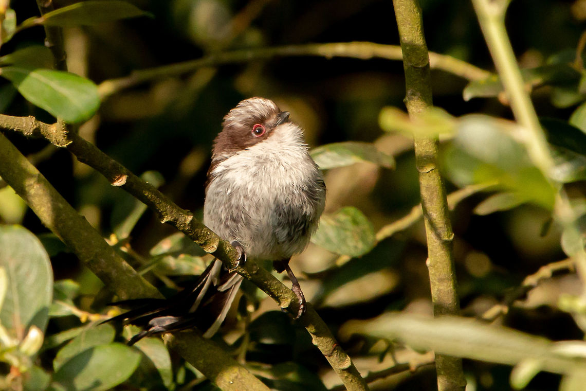 Long-tailed tit  Aegithalos caudatus,Geotagged,Isle of Wight,Long-tailed tit,Summer,United Kingdom,birds