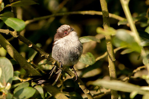 Long-tailed tit  Aegithalos caudatus,Geotagged,Isle of Wight,Long-tailed tit,Summer,United Kingdom,birds