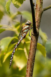 Migrant Hawker (immature) Alverstone Mead Nature Reserve, Isle of Wight Aeshna mixta,Geotagged,Isle of Wight,Migrant Hawker,Odonata,Summer,United Kingdom