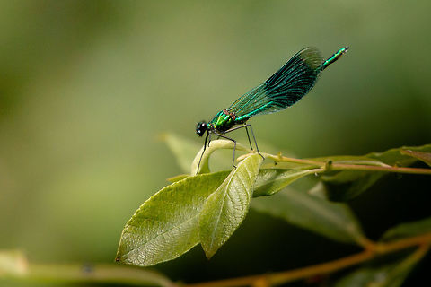 Banded damoiselle Alverstone Mead Nature Reserve, Isle of Wight Calopteryx splendens,Geotagged,Isle of Wight,Summer,United Kingdom,banded damoiselle,odonata