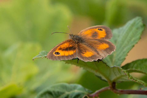 The Gatekeeper or Hedge brown Alverstone Mead Nature Reserve, Isle of Wight Gatekeeper,Geotagged,Isle of Wight,Pyronia tithonus,Summer,United Kingdom,butterflies