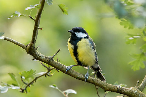Great tit Alverstone Mead Nature |Reserve, Isle of Wight Geotagged,Great Tit,Isle of Wight,Parus major,Summer,United Kingdom,birds