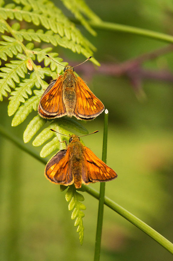Large skipper (male and female) The male is below, you can see the dark diagonal scent mark across the forewing and the wing tips are more pointed in the male. The abdomen is broader on the female to accommodate her eggs.<br />
Alverstone Mead Nature Reserve, Isle of Wight. Geotagged,Isle of Wight,Large Skipper,Ochlodes sylvanus,Summer,United Kingdom,butterflies