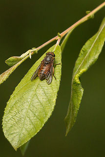 A bee (I think, and not sure what kind, just a pretty bee!)  bees,insects,isle of wight