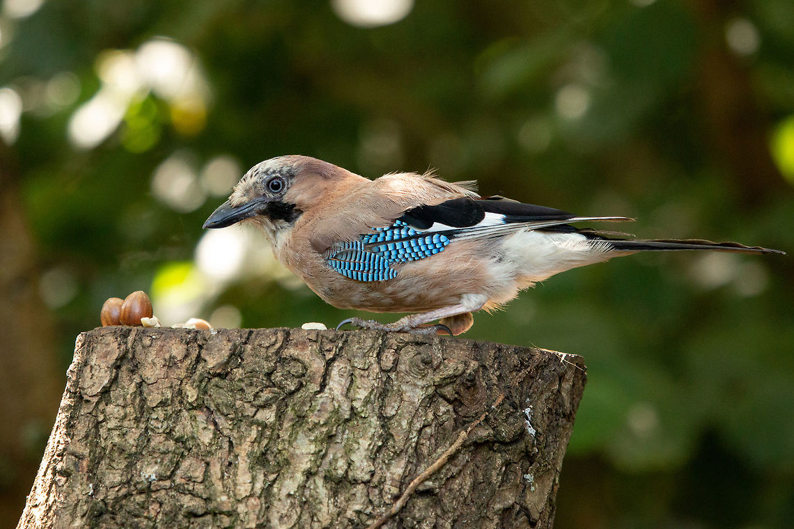 Jay Alverstone Mead Nature Reserve, Isle of Wight Eurasian Jay,Garrulus glandarius,Isle of Wight,birds