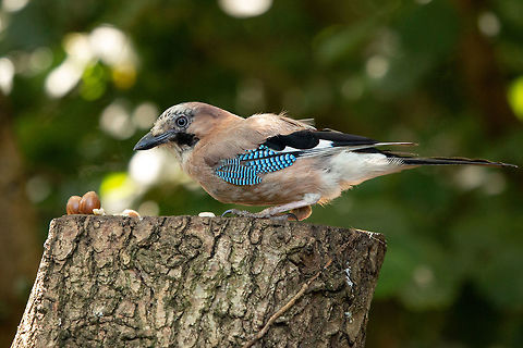 Jay Alverstone Mead Nature Reserve, Isle of Wight Eurasian Jay,Garrulus glandarius,Isle of Wight,birds
