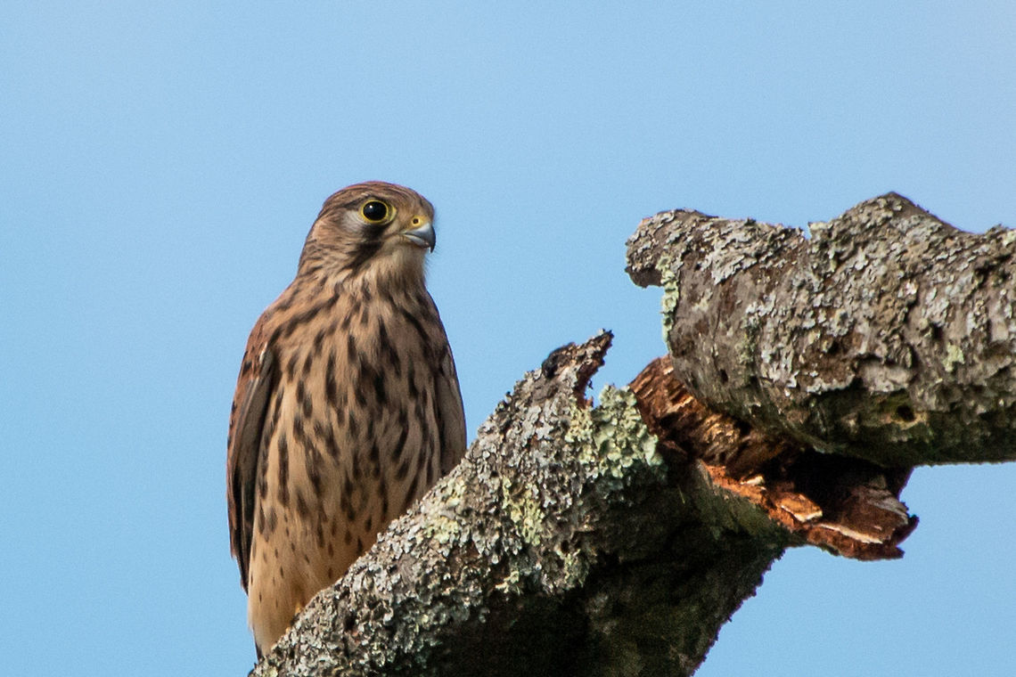 Kestrel Alverstone Mead Nature Reserve, Isle of Wight Common Kestrel,Falco tinnunculus,Geotagged,Summer,United Kingdom,birds,isle of wight,raptors