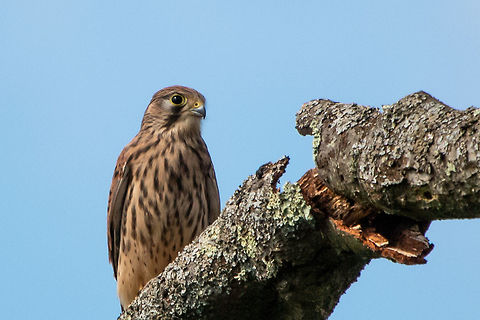 Kestrel Alverstone Mead Nature Reserve, Isle of Wight Common Kestrel,Falco tinnunculus,Geotagged,Summer,United Kingdom,birds,isle of wight,raptors