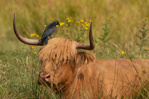 Just for fun! Jackdaw hitching a ride on a highland cow Coloeus monedula,Geotagged,Summer,United Kingdom,Western Jackdaw,birds,isle of wight