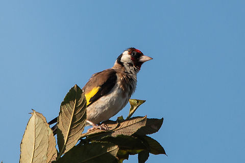 Goldfinch Very excited as I have never seen one before! Carduelis carduelis,European goldfinch,Geotagged,Summer,United Kingdom,birds,finches,isle of wight