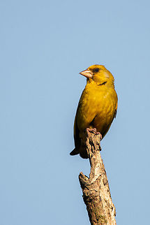 Greenfinch Looking very yellow in the setting sun Carduelis chloris,European Greenfinch,Geotagged,Summer,United Kingdom,birds,finches,isle of wight