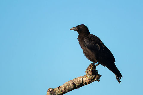 Crow Seen everywhere on the island, indeed all over, but still wonderful birds. Carrion Crow,Corvus corone,Geotagged,Summer,United Kingdom,birds,crows,isle of wight