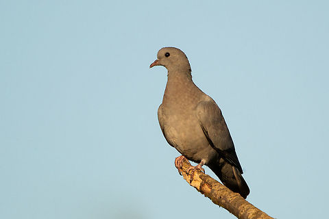 Juvenile Stock dove I am pretty sure this is a Stock dove, but awaiting clarification. Columba oenas,Geotagged,Stock Dove,Summer,United Kingdom,birds,doves,isle of wight,pigeons