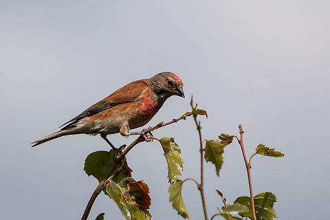 Common linnet Bouldnor Forest, Isle of Wight Carduelis cannabina,Common Linnet,Geotagged,Summer,United Kingdom,birds,finches,isle of wight