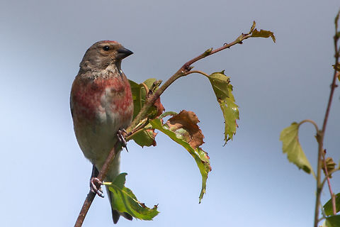 Common linnet (male) Bouldnor Forest, Isle of Wight Carduelis cannabina,Common Linnet,Geotagged,Summer,United Kingdom,birds,finches,isle of wight