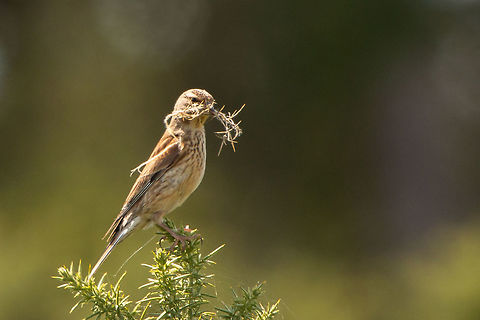 Common linnet (female) Preparing her nest! Carduelis cannabina,Common Linnet,Geotagged,Linaria cannabina,Summer,United Kingdom,birds,finches,isle of wight