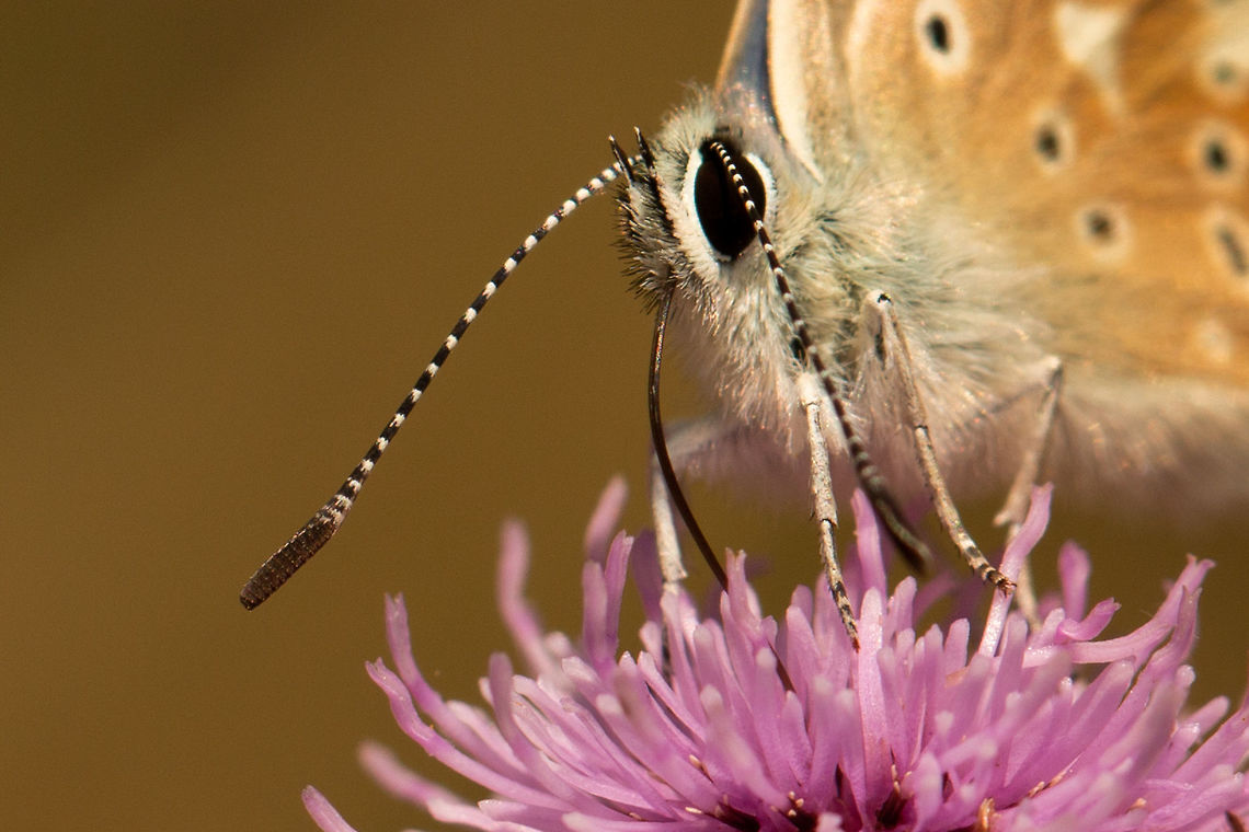 Common blue close-up  Common Blue,Geotagged,Lepidoptera,Polyommatus icarus,Summer,United Kingdom,butterflies,isle of wight
