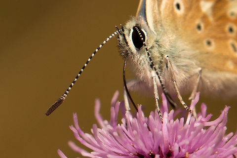 Common blue close-up  Common Blue,Geotagged,Lepidoptera,Polyommatus icarus,Summer,United Kingdom,butterflies,isle of wight