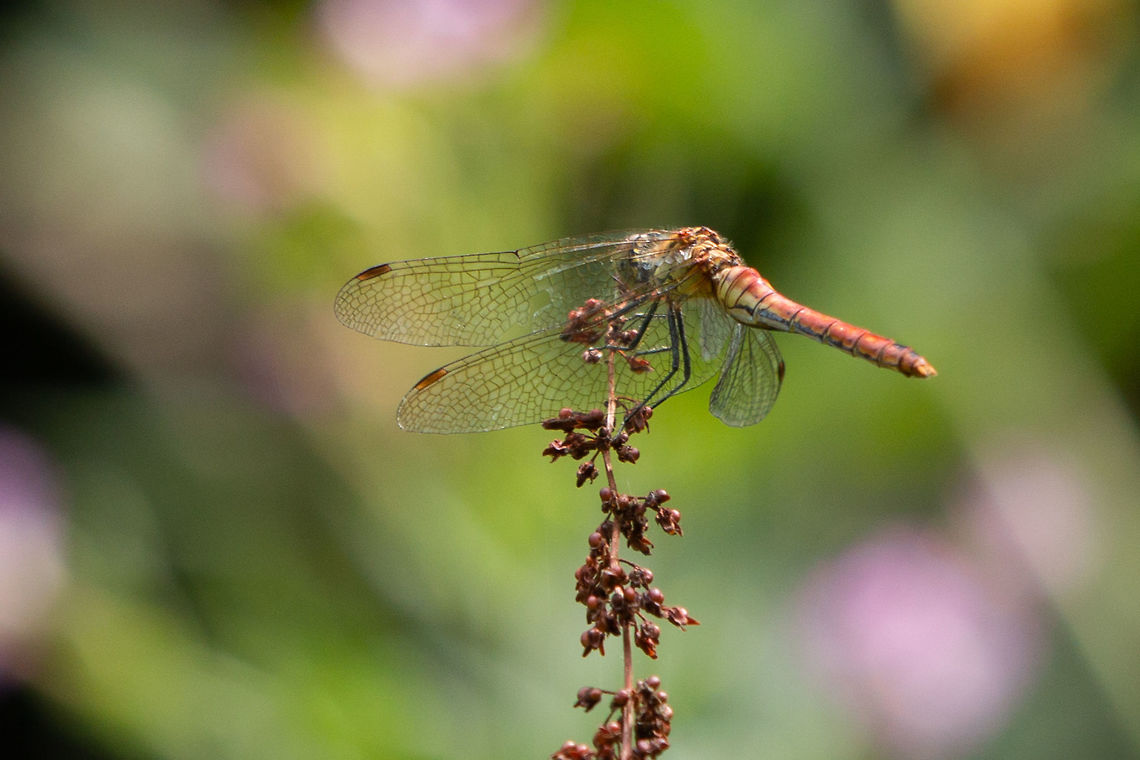 Ruddy Darter (old female) Although not the best photo I felt it worthy of posting as an expert explained to me that this is a far less commonly seen &#039;androchrome form&#039;, usually considered to be when old females develop male like colours. Learned something new, happy days! Geotagged,Odonata,Ruddy Darter,Summer,Sympetrum sanguineum,United Kingdom,dragonflies,isle of wight