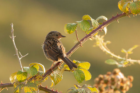 Dunnock (juvenile) Enjoying the early morning sun Dunnock,Geotagged,Prunella modularis,Summer,United Kingdom,birds,isle of wight