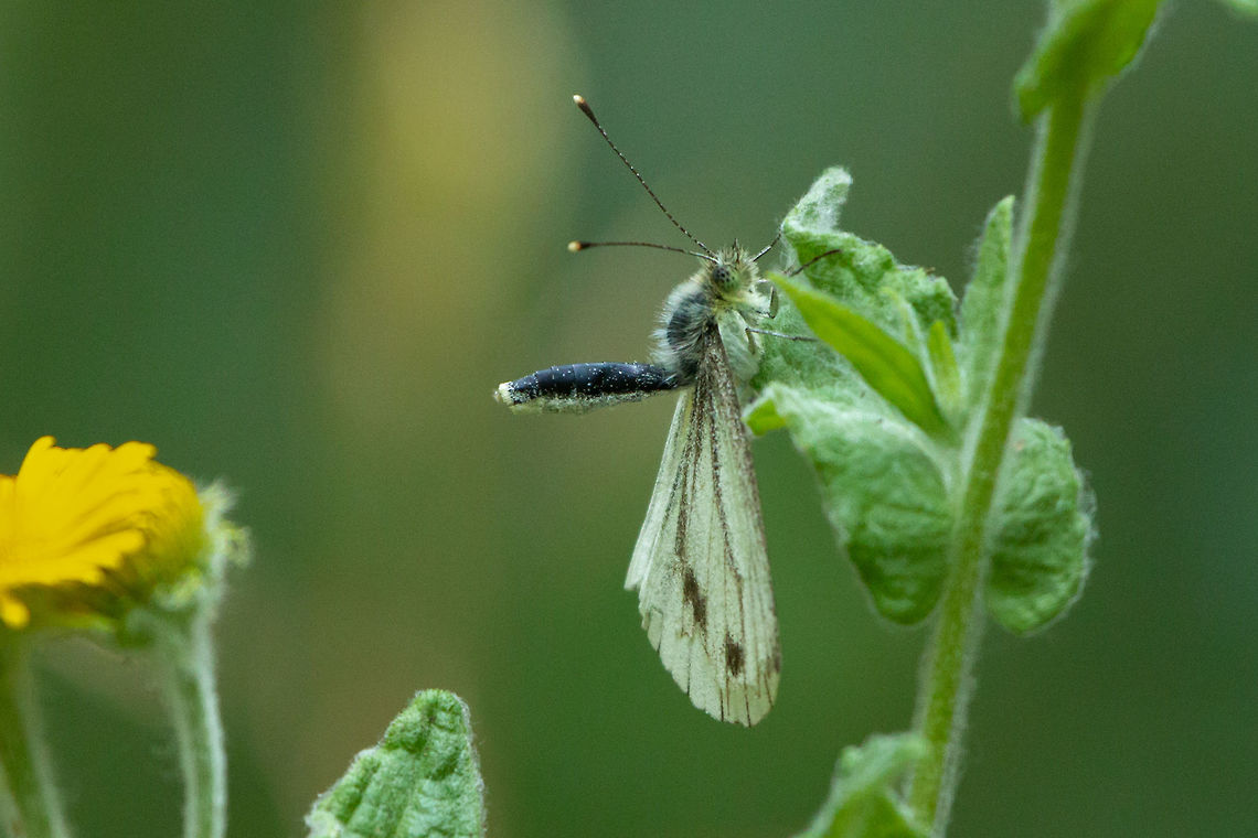 Green-veined white It&#039;s mating season!!! Geotagged,Green-veined White,Pieris napi,Summer,United Kingdom,butterflies,isle of wight