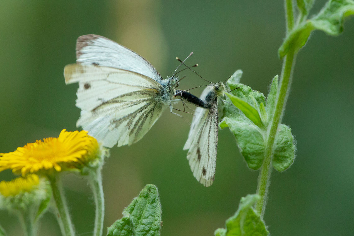 Green-veined white mating  Geotagged,Green-veined White,Pieris napi,Summer,United Kingdom,butterflies,isle of wight