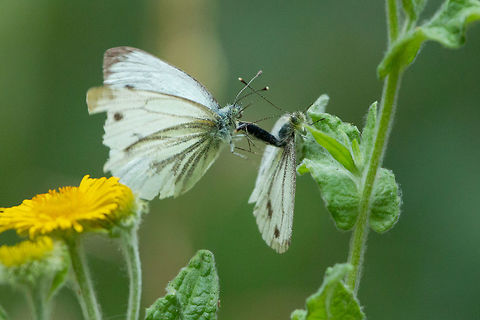 Green-veined white mating  Geotagged,Green-veined White,Pieris napi,Summer,United Kingdom,butterflies,isle of wight