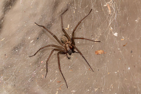 Monster spider I never imagined I would find a spider as big as the rain spiders of South Africa, but here it is! At least 6cm across including legs. Thrilled! Eratigena atrica,Geotagged,Giant house spider,Summer,United Kingdom,arachnids,isle of wight,spider