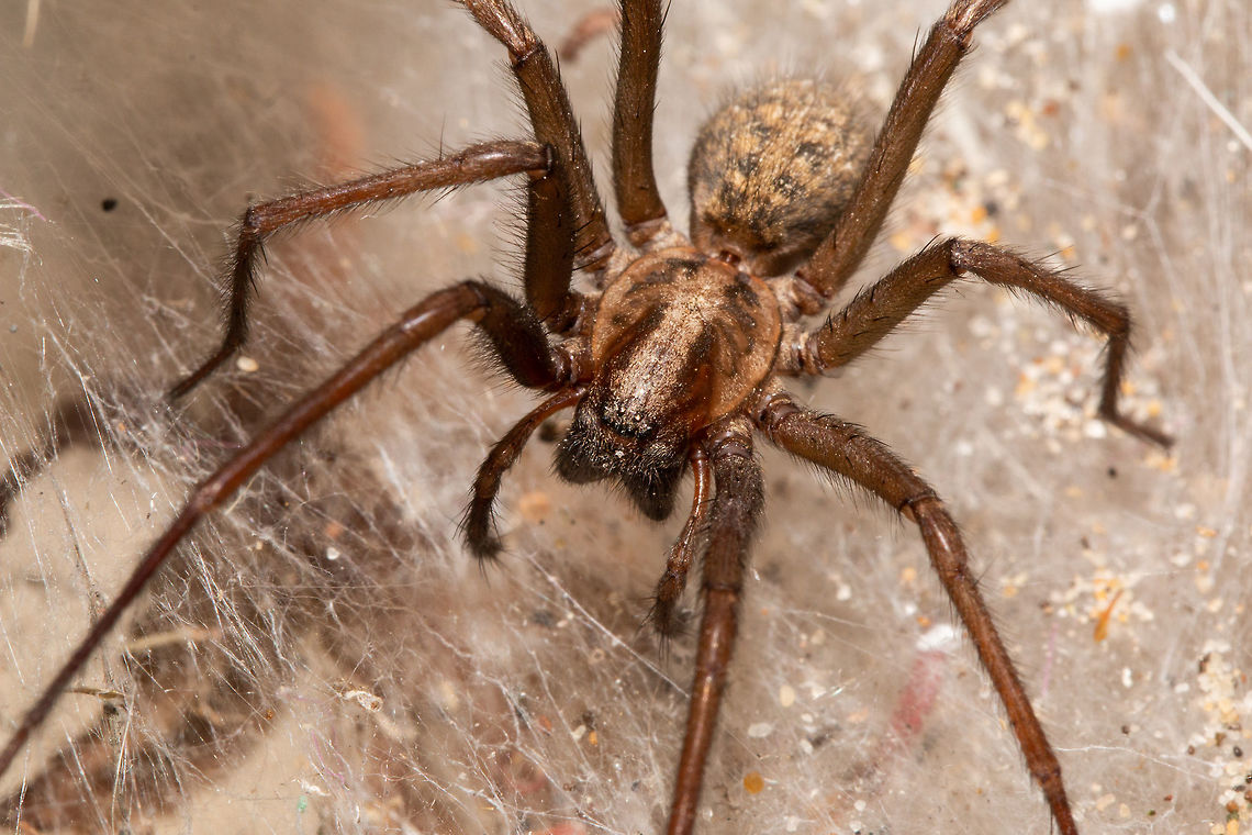 Giant house spider close up  Eratigena atrica,Geotagged,Giant house spider,Summer,United Kingdom,arachnids,isle of wight,spiders