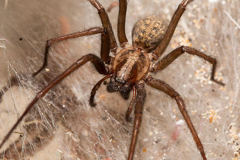 Giant house spider close up  Eratigena atrica,Geotagged,Giant house spider,Summer,United Kingdom,arachnids,isle of wight,spiders