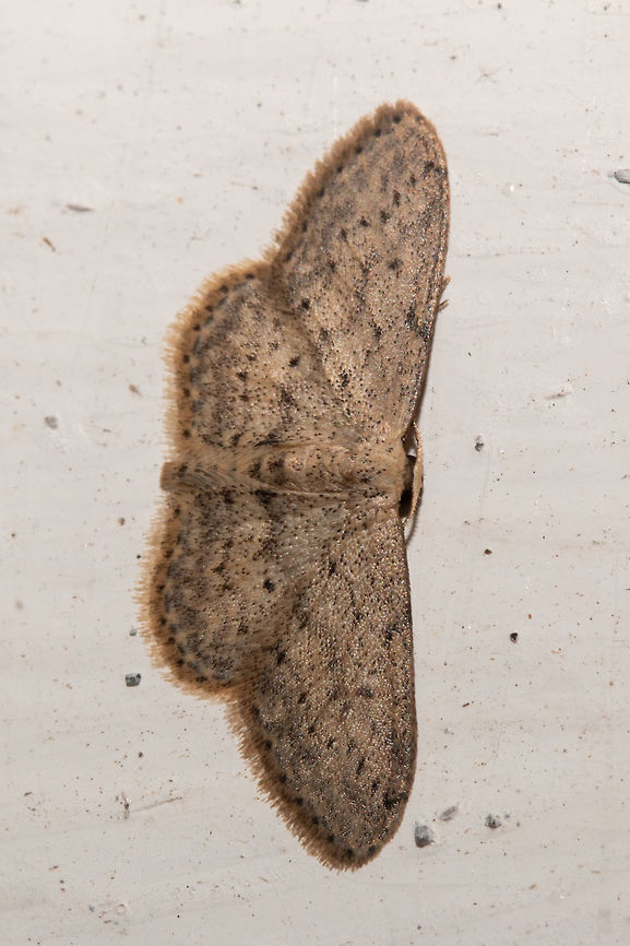 Moth I finally got a photo of a moth! Unfortunately I have absolutely no idea what it is. Tiny little thing around 10mm wingtip to wingtip.  Geotagged,Idaea seriata,Moths,Small dusty wave,Summer,United Kingdom,isle of wight