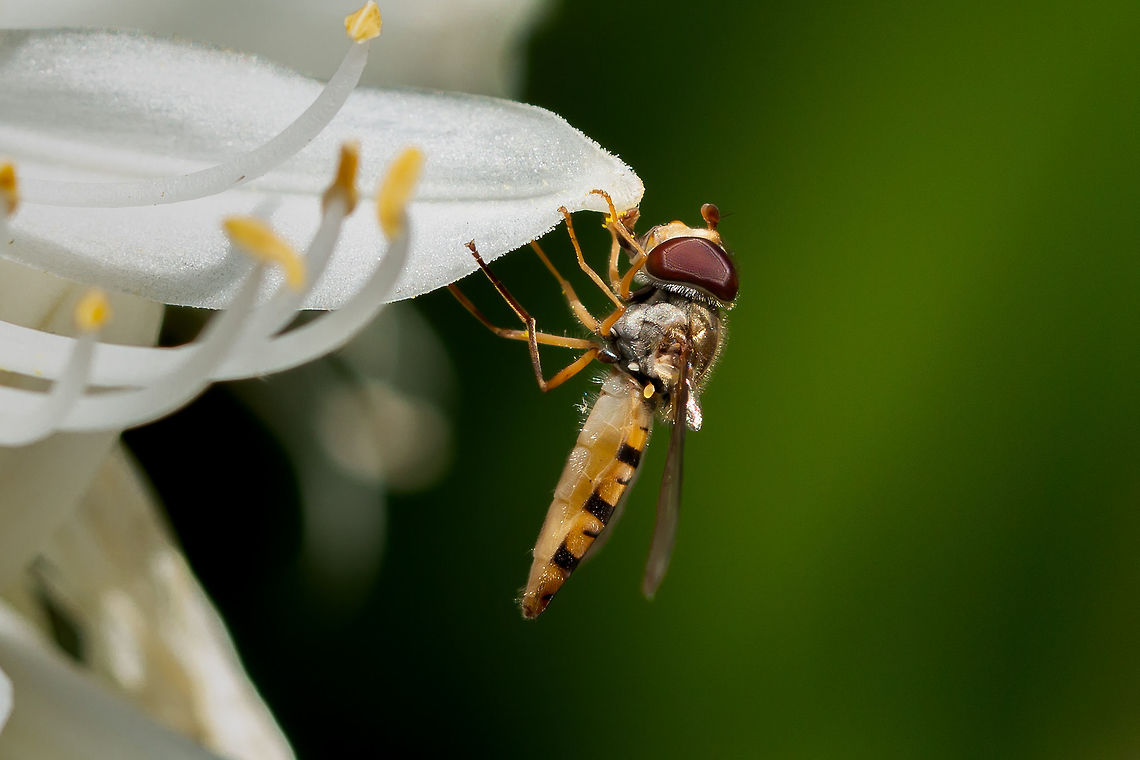 Marmalade hoverfly  Episyrphus balteatus,Geotagged,Summer,United Kingdom,hoverflies,isle of wight
