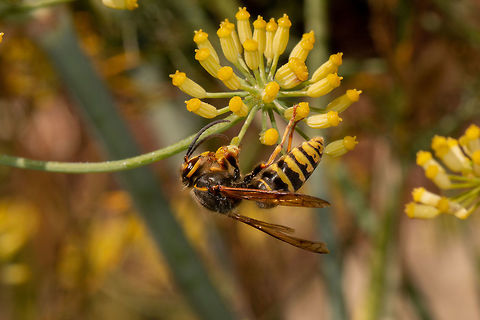 Wasp Although despised by many, wasps are important pollinators and personally, I think they are beautiful! Common wasp,Geotagged,Isle of Wight,Summer,United Kingdom,Vespula vulgaris,insects,wasps