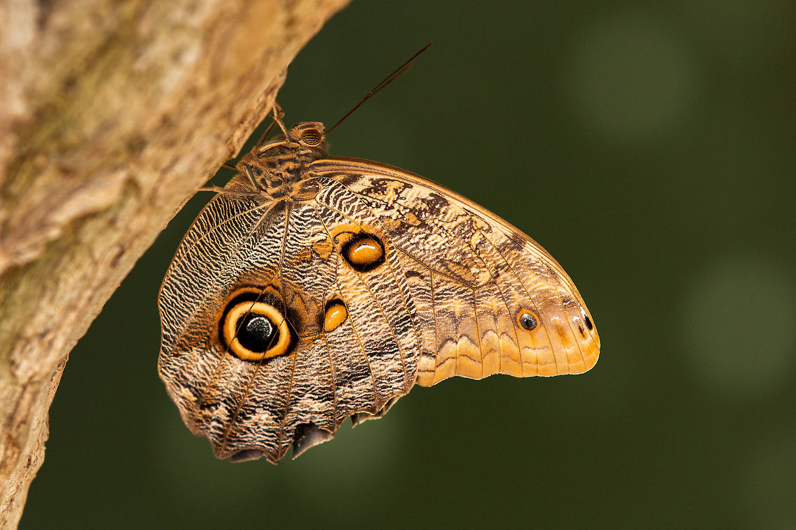 Owl butterfly Taken at Butterfly World on the Isle of Wight.  Caligo,Caligo eurilochus,Forest giant owl,Geotagged,Lepidoptera,Summer,United Kingdom,butterflies,owl butterflies