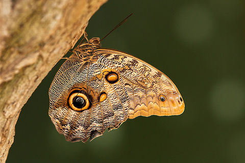 Owl butterfly Taken at Butterfly World on the Isle of Wight.  Caligo,Caligo eurilochus,Forest giant owl,Geotagged,Lepidoptera,Summer,United Kingdom,butterflies,owl butterflies
