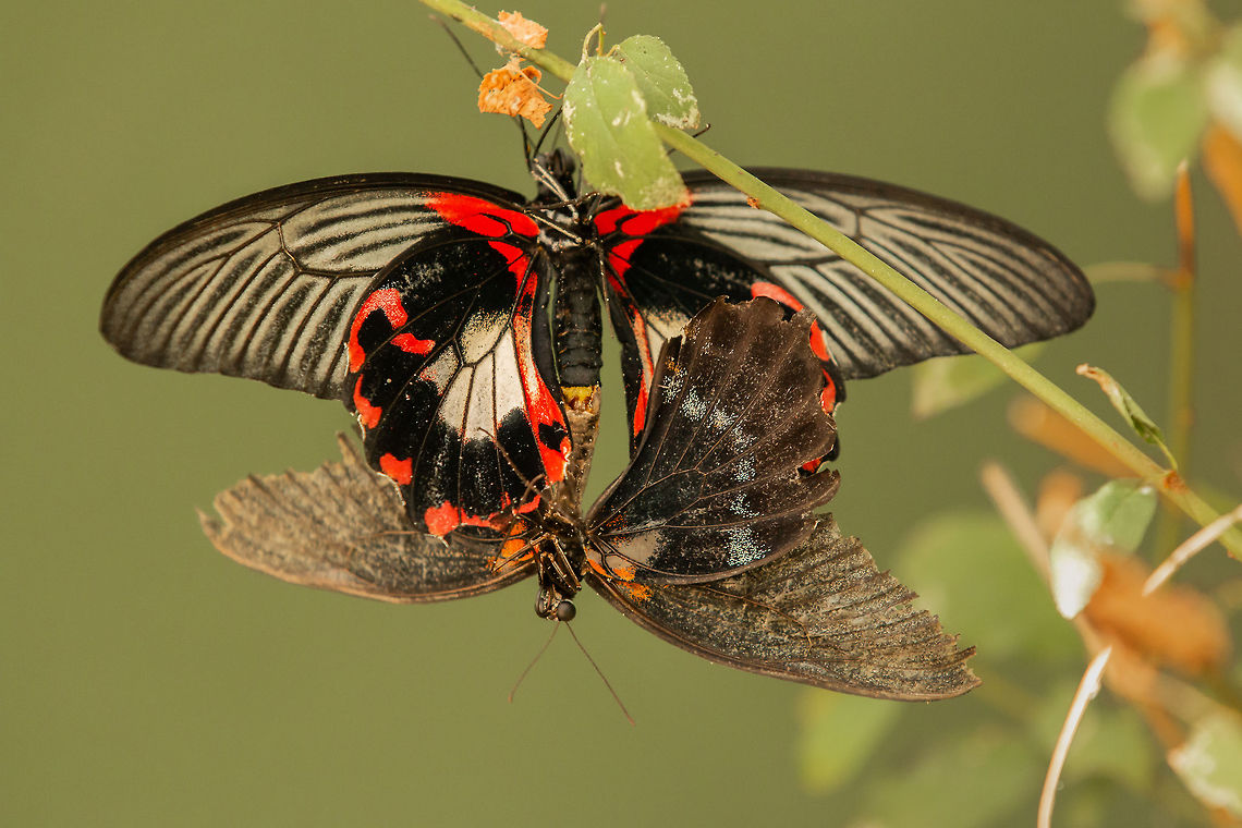Scarlet mormon Spotted these mating butterflies at Butterfly World today but no idea what species they are. Shame I couldn&#039;t get a top view. Possibly one of the South American ones?? Geotagged,Lepidoptera,Papilio rumanzovia,Scarlet Mormon,Summer,United Kingdom,butterflies