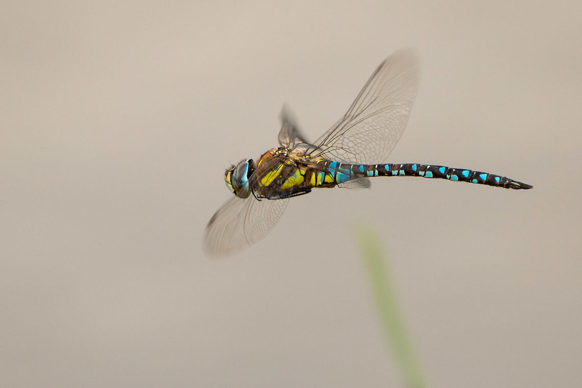 Migrant hawker Finally captured one in flight! Aeshna mixta,Geotagged,Migrant Hawker,Odonata,Summer,United Kingdom,dragonflies,isle of wight