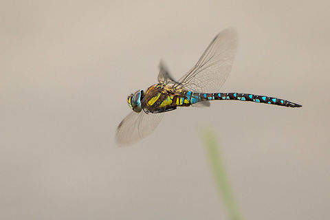 Migrant hawker Finally captured one in flight! Aeshna mixta,Geotagged,Migrant Hawker,Odonata,Summer,United Kingdom,dragonflies,isle of wight