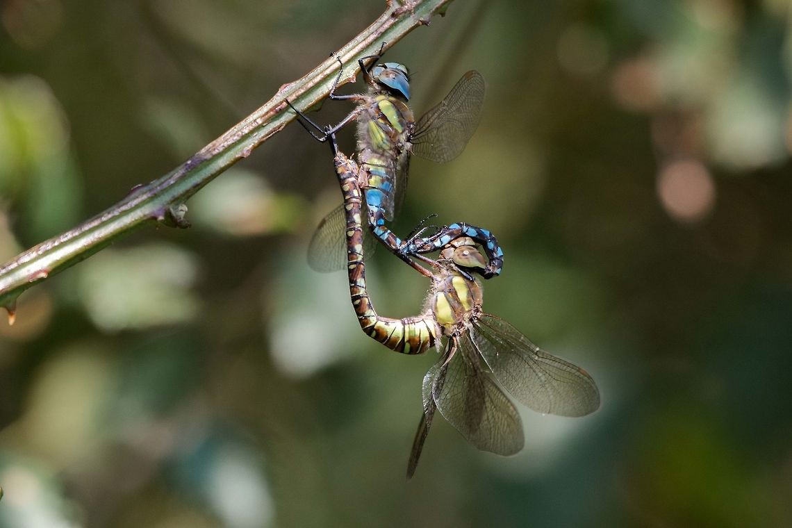 Migrant hawkers  Aeshna mixta,Geotagged,Migrant Hawker,Summer,United Kingdom,dragonflies,isle of wight,odonata
