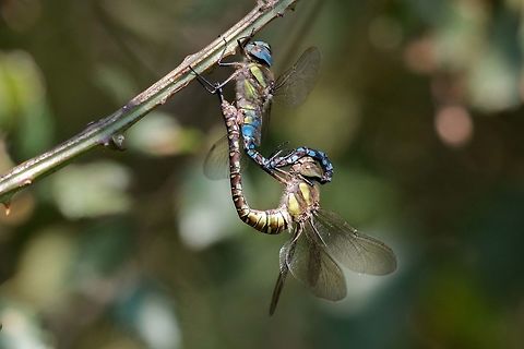 Migrant hawkers  Aeshna mixta,Geotagged,Migrant Hawker,Summer,United Kingdom,dragonflies,isle of wight,odonata