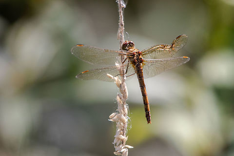 Common darter (female) Looks like she had a near miss looking at that wing! Common Darter,Geotagged,Summer,Sympetrum striolatum,United Kingdom,isle of wight,odonata