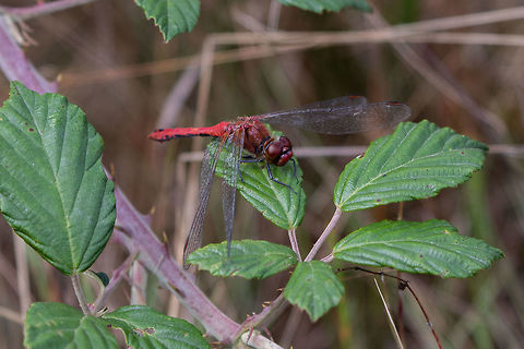 Ruddy darter (male)  Geotagged,Ruddy Darter,Summer,Sympetrum sanguineum,United Kingdom,isle of wight,odonata