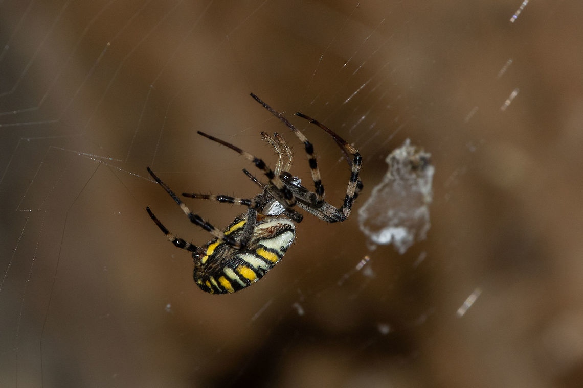 Wasp Spider I was out birdwatching when I spotted this little beauty right by my leg, busy weaving her web. Argiope,Argiope bruennichi,Geotagged,Summer,United Kingdom,Wasp spider,isle of wight,spiders