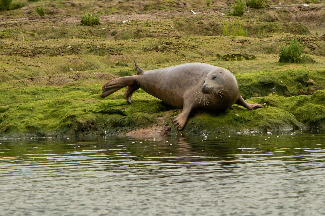 Seal Delighted to have been treated to this seal this morning at Newtown Harbour Geotagged,Harbor (common) seal,Phoca vitulina,Summer,United Kingdom,isle of wight,seals