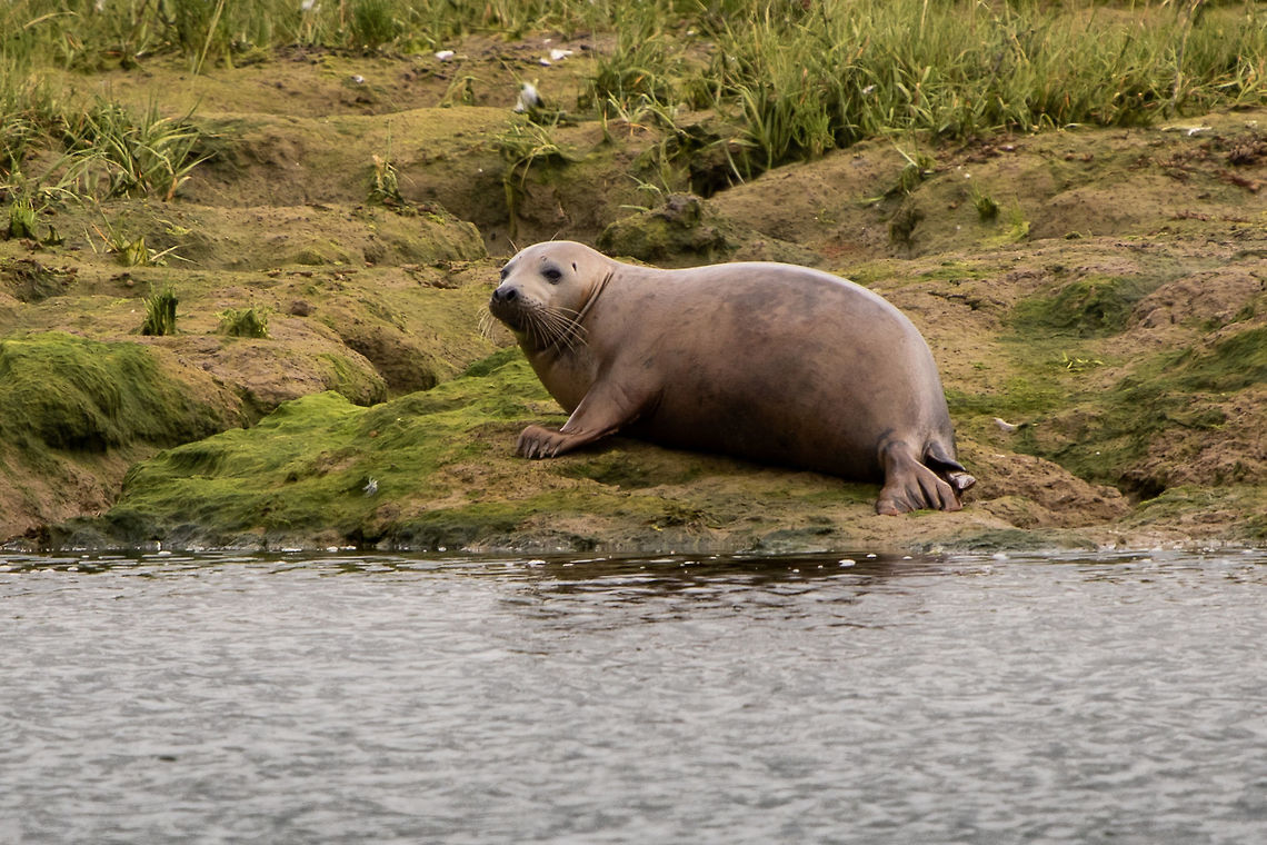 Seal Another photo because she absolutely made my day, week, month! Geotagged,Harbor (common) seal,Phoca vitulina,Summer,United Kingdom,isle of wight,seal